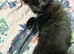 The last tabby girl looking for her forever home