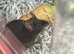 Two female fancy mice