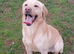Ikc pedigree Labrador puppys