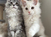 Stunning litter of Maine coon babies