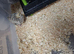 Young courtnix quail