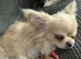 Chihuahua boy