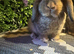 2 mini lop boys now ready to go