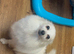 Pomeranian puppy’s