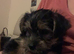 £️$ Only 2 left️ $£ Yorkie/Chihuahua ,1 bl/t female, 1 b/t male.