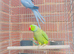 Stunning  Indian ringnick parrot
