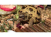 Baby Horsfield Tortoises with fully set up home and accessories