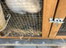 Netherland dwaft female white