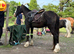 For Sale: Gentle Welsh Cob, 3 Years Old
