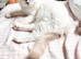 Stunning Lilac Mitted Ragdoll