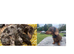Male puppy
