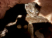 Beautiful litter of main coon kittens