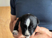 Stunning Dalmatian cross blue merle border collie