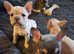 Proven kc registered French bulldog for stud