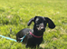 Female Mini Dachshund