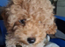 Sweet little boy cockapoo for sale