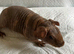 Well handled skinny pig boys.