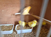 8 Canaries
