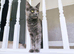 1.5 year old sprayed blue Maine coon girl