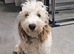 6 month cockapoo marley