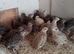 Jumbo quail for sale