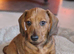 last puppy (male), Miniature dachshund