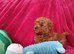 Fox red boy Royal Kennel Club registered, prcd pra clear. Parents are both family pets.