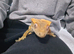Leopard gecko