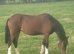 Welsh section D 2yo filly