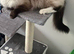 Male seal point ragdoll for sale