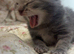 Kittens for sale