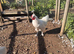 Cockerel