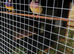 Pair gouldion finches