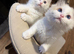 Stunning ragdoll kittens