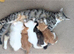 4 kittens ready to for their forever home in 1 week