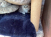 Persian chinchillas kittens