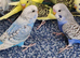 Budgies 2 months old