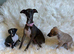 Exceptional KC Registered Italian Greyhound Puppies – Outstanding Quality & Beautifully Raised