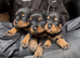 Kc Registered Rottwiler puppies