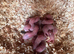 Micro ferrets