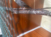 Black face rare female budgie for sale in Dagenham
