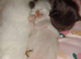3 male maincoon kittens for sale
