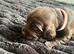 6 beautiful cocker spaniel puppies for sale