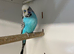 Budgies