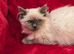 GCCF Registered Ragdoll Kittens
