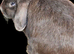 Female mini lop