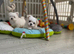 Last Beautiful KC Registered Maltese Girl Available
