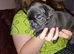3 gorgeous Frug puppies