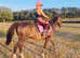 15.3H TB Mare ex Racer excellent manners 17 years