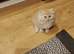 Long hair exotic Persian boy